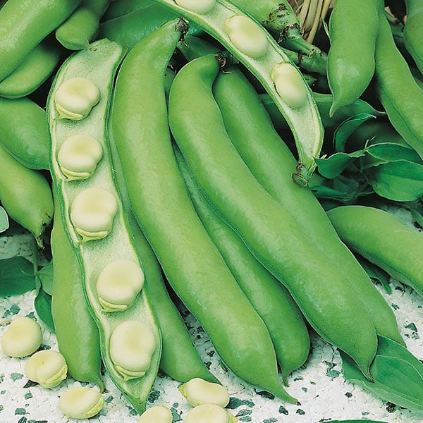 Broad Bean Witkiem Manita Seeds