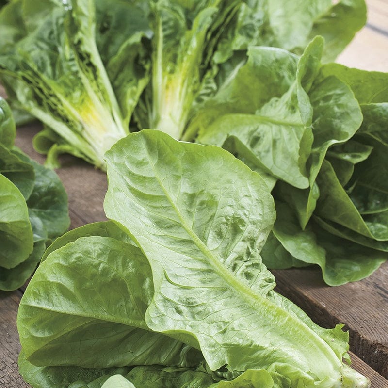 Lettuce Winter Density Seeds