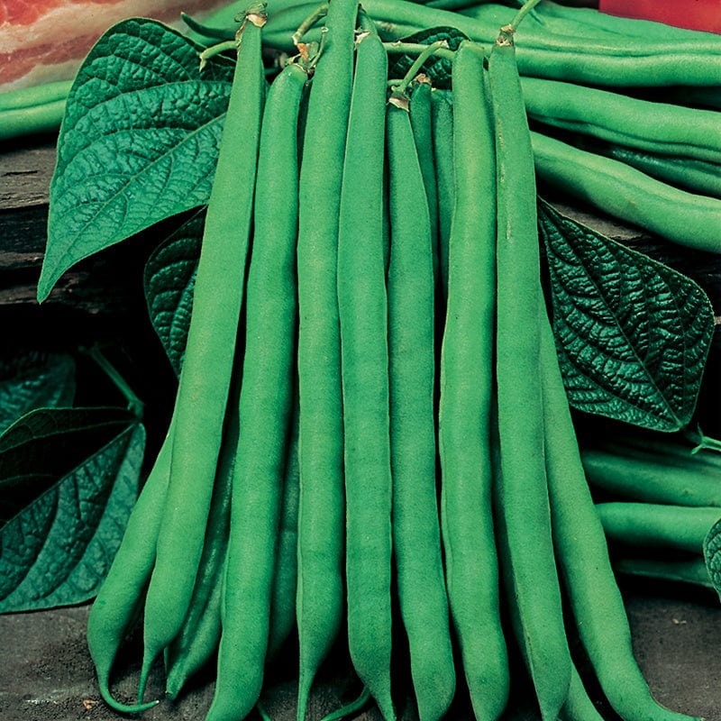 Dwarf (French) Bean Tendergreen