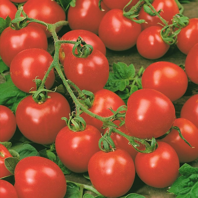 Tomato Red Cherry