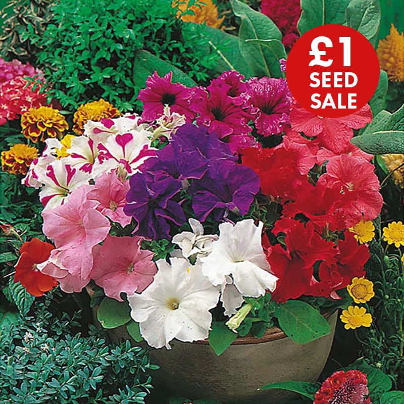 Petunia Mr F's Grandiflora Mixed F1 Seeds