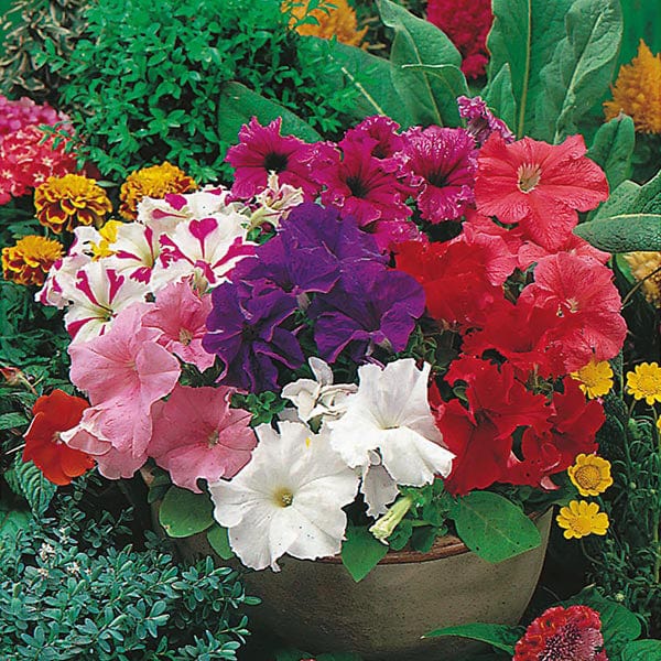 Petunia Mr F's Grandiflora Mixed F1 Seeds