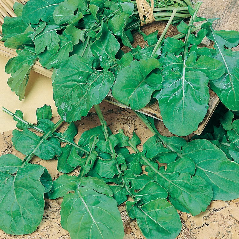 Rocket Salad Leaves Seeds