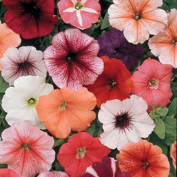 Petunia Mirage Mixed F1 Seeds