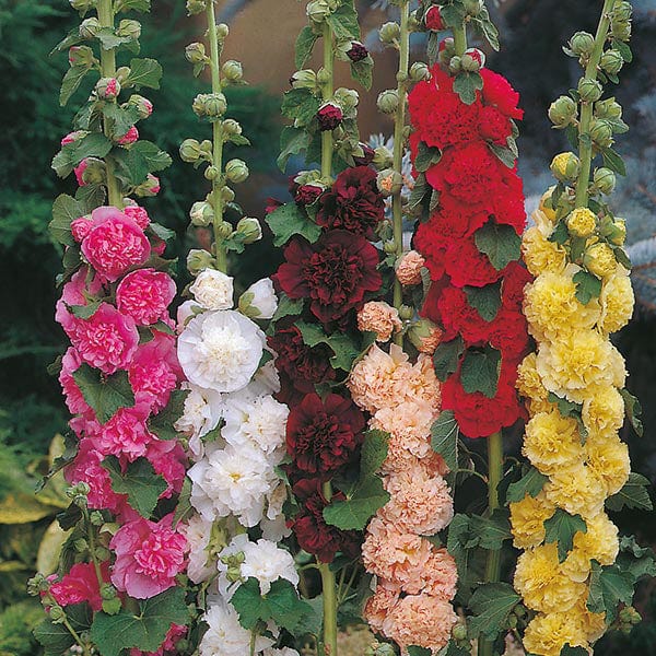 Hollyhock Chaters Double Mixed