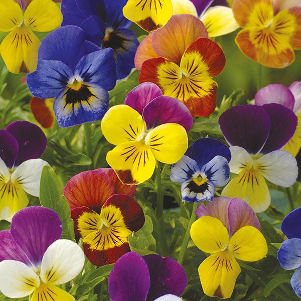 Viola Chicky Chicks Seeds