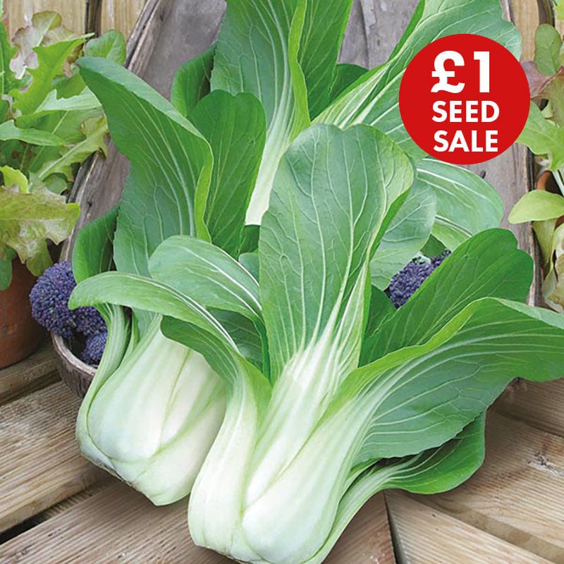 Pak Choi Yuushou F1 Seeds