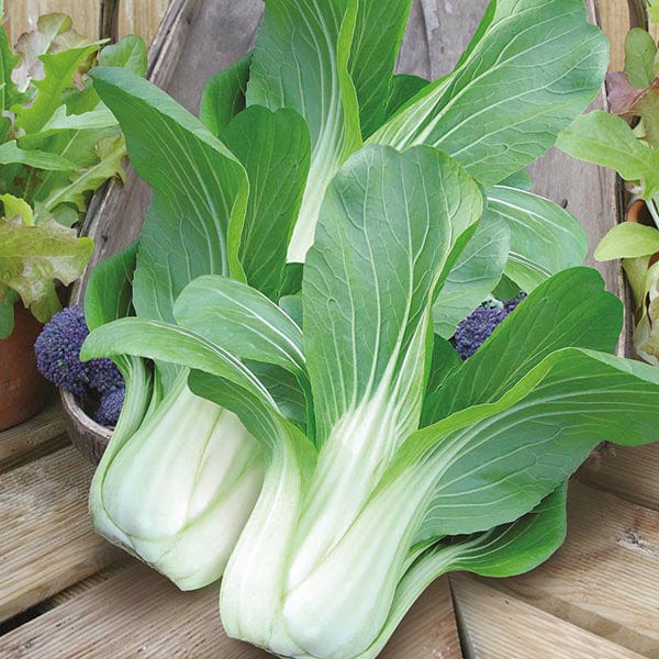 Pak Choi Yuushou F1 Seeds