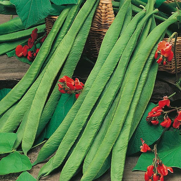 Runner Bean Crusader Seeds