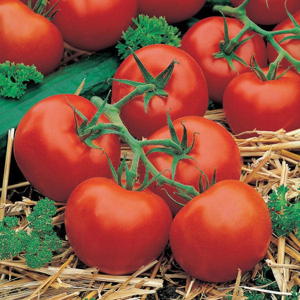 Tomato (Standard) Ferline F1 Seeds