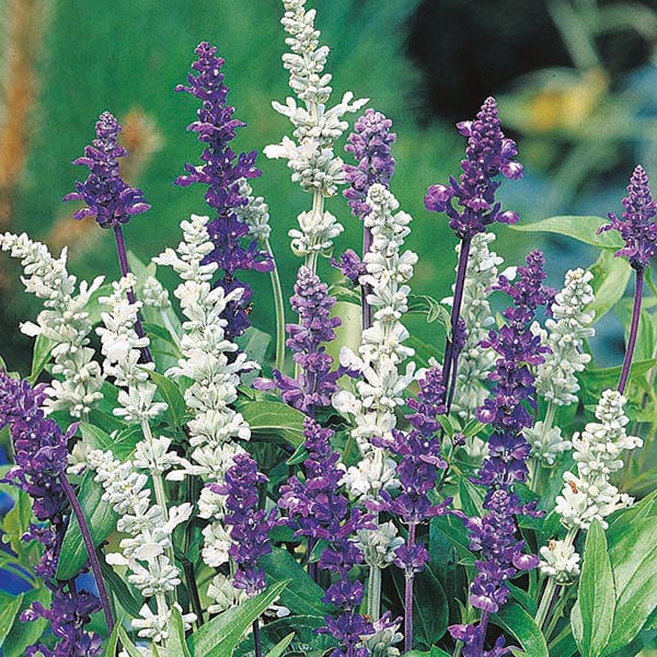 Salvia Blue & White Mixed