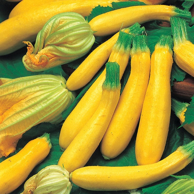 Courgette Goldena Vegetable Seeds