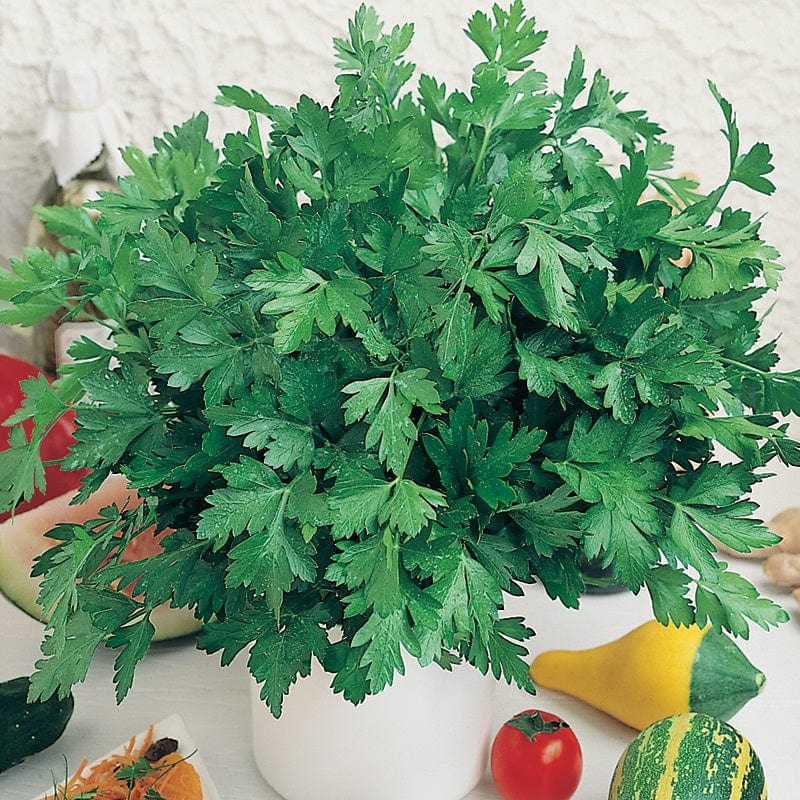 Parsley Plain Leaved 2 Seeds