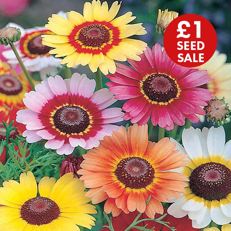 Chrysanthemum Rainbow Mix Seeds