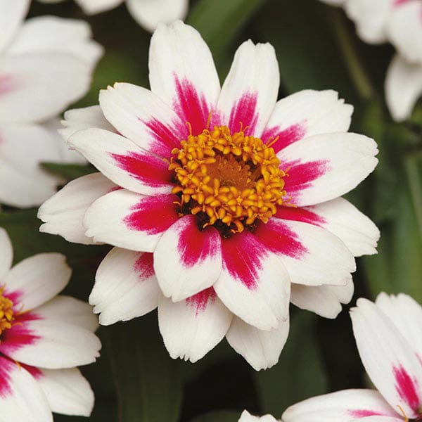 Zinnia Zahara Rose Starlight Seeds