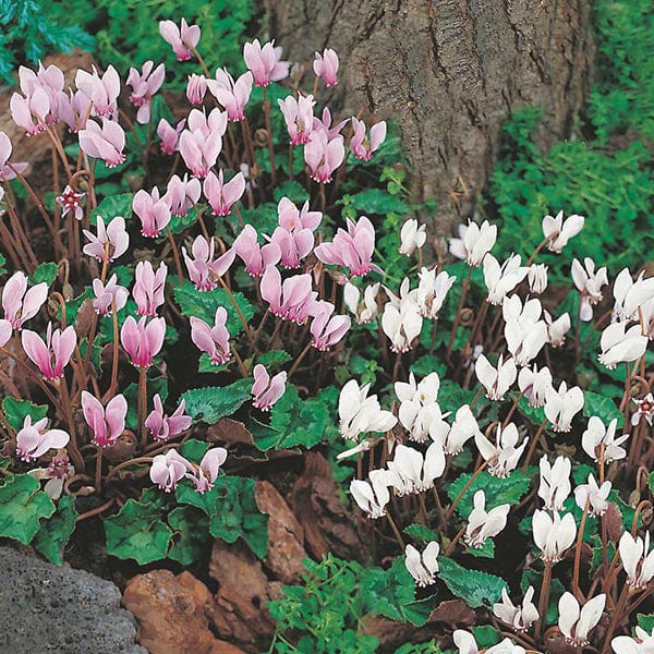 Cyclamen Hardy Mixed