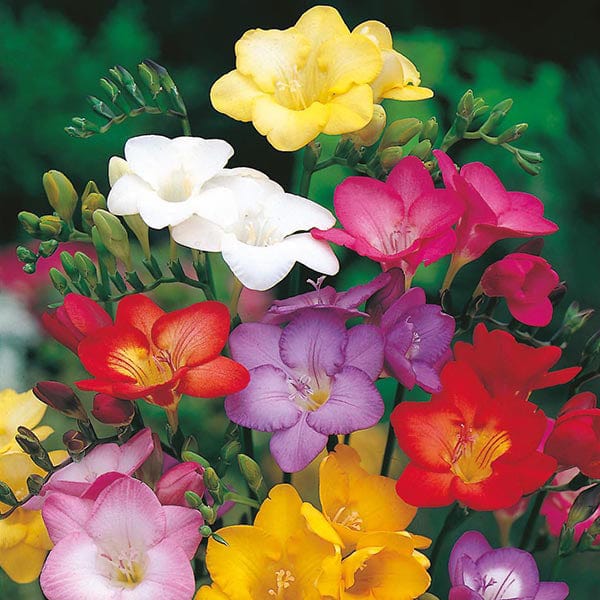 Freesia Scented Mixed