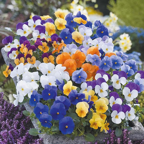 Viola Floral Power Mixed F1 Seeds