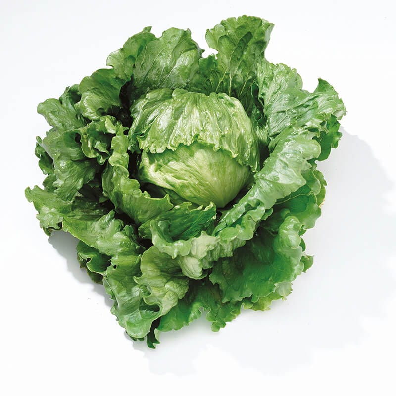 10 Plants LATE Lettuce Barcelona Veg Plants