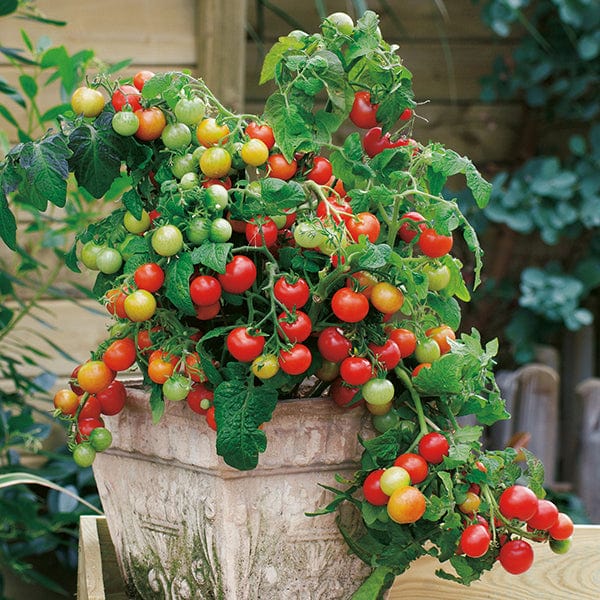 3 x 9cm Potted Plants (EARLY) Tomato Koralik F1 (cherry) Veg plants