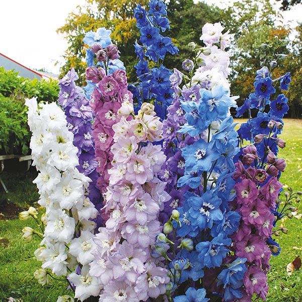 Delphinium High Society Mixed F1 Seeds