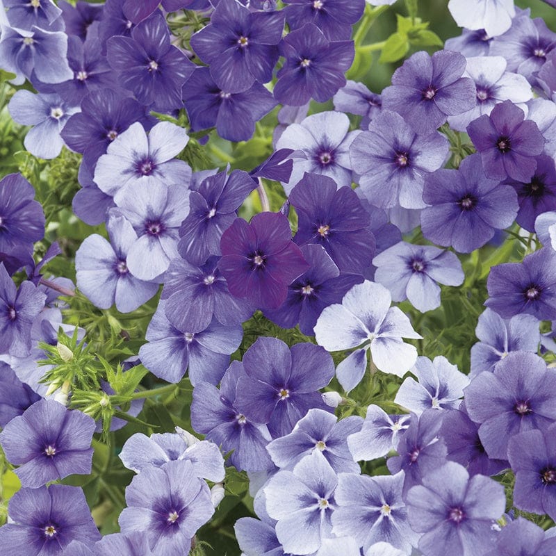 Phlox Moody Blues Seeds