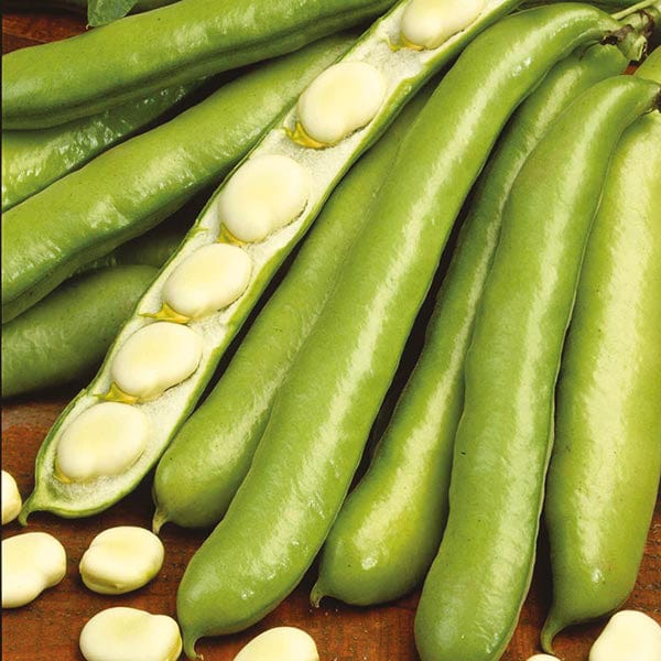 Broad Bean De Monica Seeds