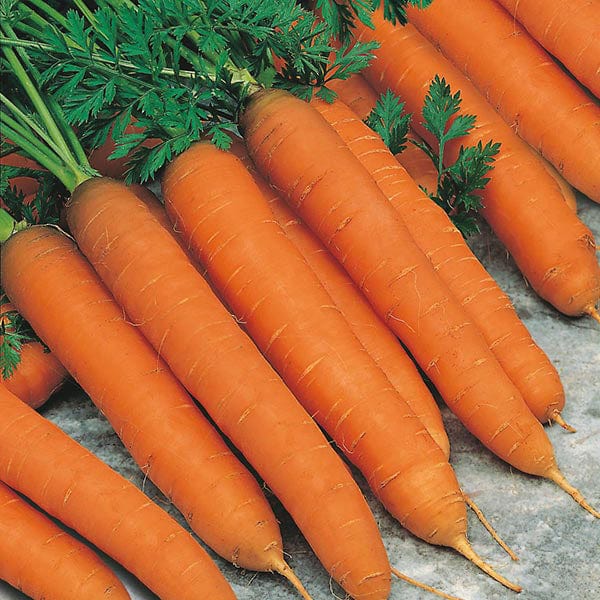 Carrot Romance F1 Seeds