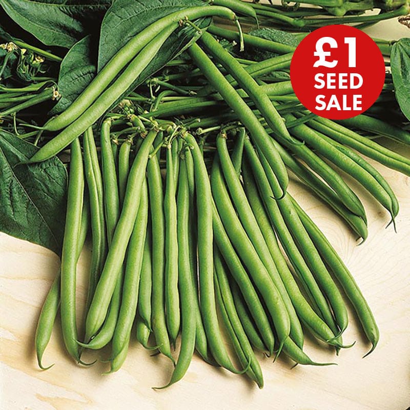 Dwarf Bean Rondo Seeds