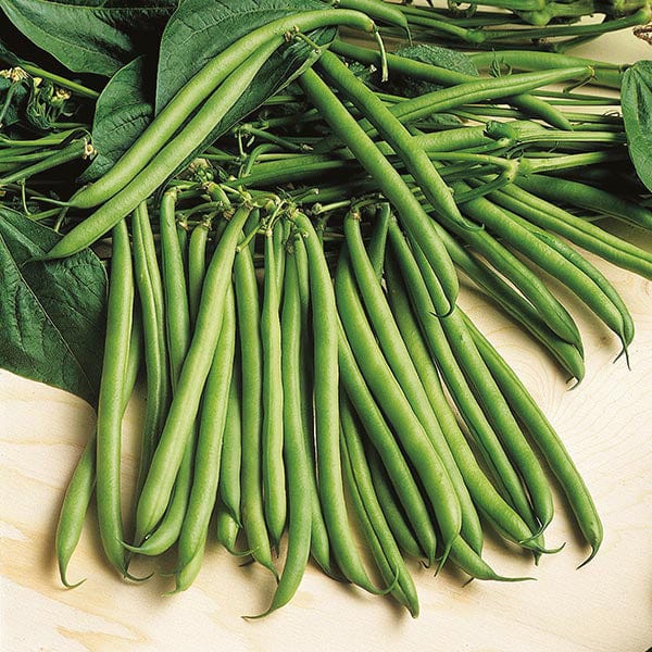 Dwarf Bean Rondo Seeds