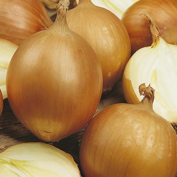 Onion Santero F1 Seeds