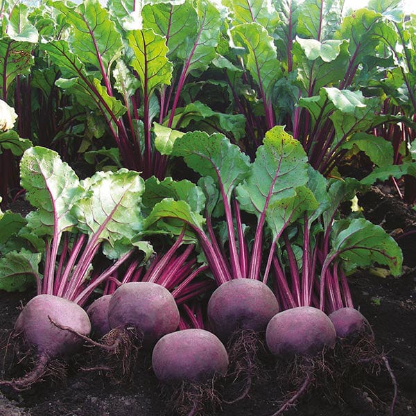 Beetroot Moulin Rouge Seeds