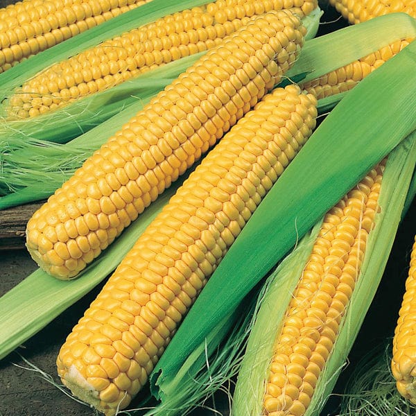 Sweet Corn Bodacious RM F1 Seeds