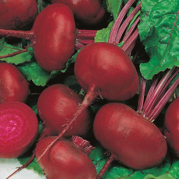 Beetroot Crosbys Egyptian Seeds