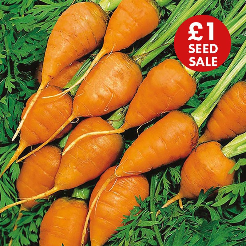 Carrot Royal Chantenay 3 Seeds