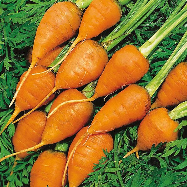 Carrot Royal Chantenay 3 Seeds