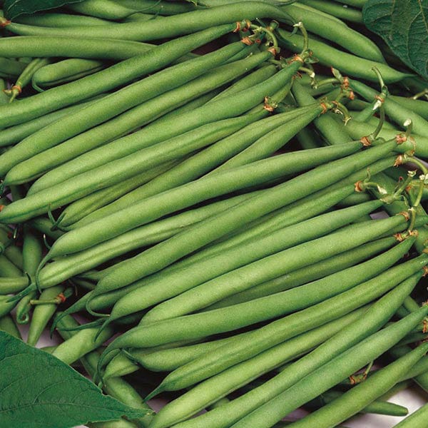 Dwarf Bean Calgary Seeds