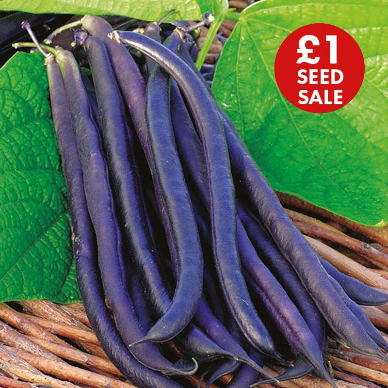 Dwarf Bean Amethyst Seeds