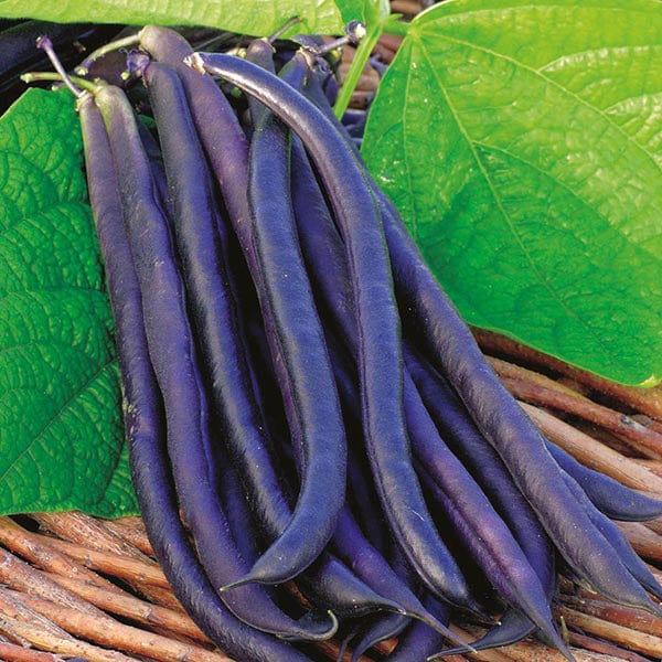 Dwarf Bean Amethyst Seeds