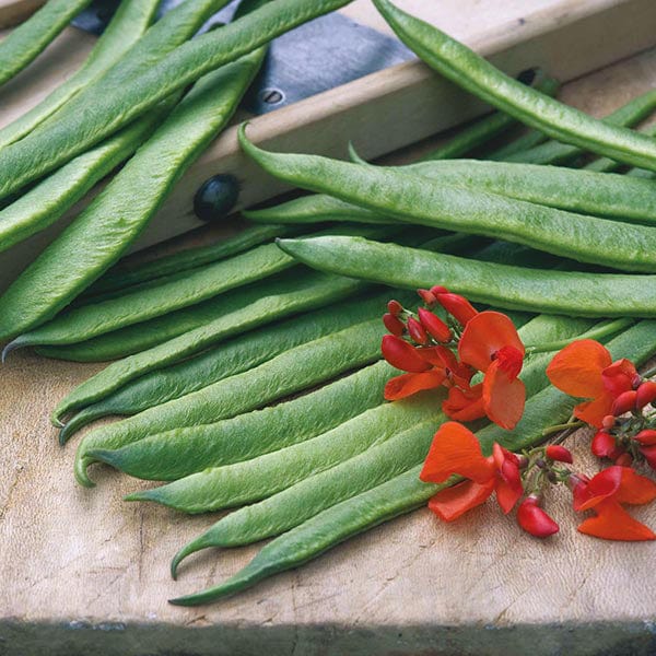 Runner Bean Aintree Seeds