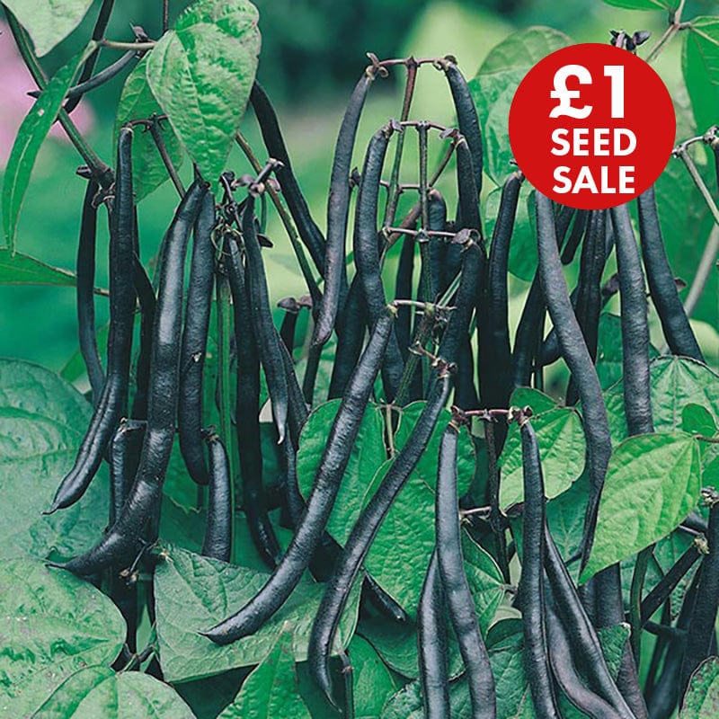 Dwarf Bean Purple Teepee Seeds