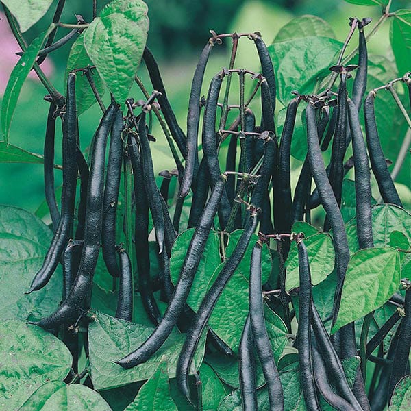 Dwarf Bean Purple Teepee Seeds