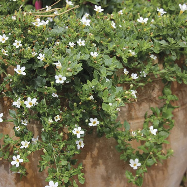 Bacopa Snowtopia Seeds