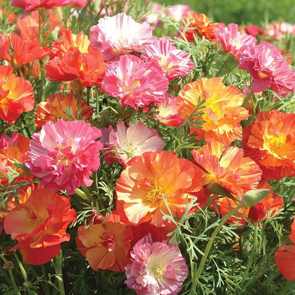 Californian Poppy Jelly Beans Seeds