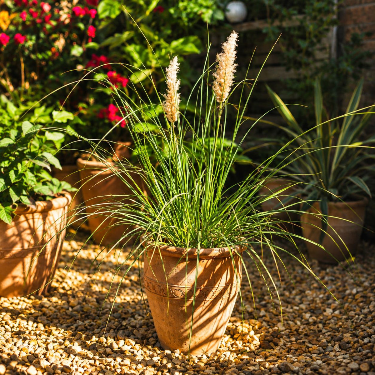 Cortaderia Selloana Tiny Pampa Potted Plant