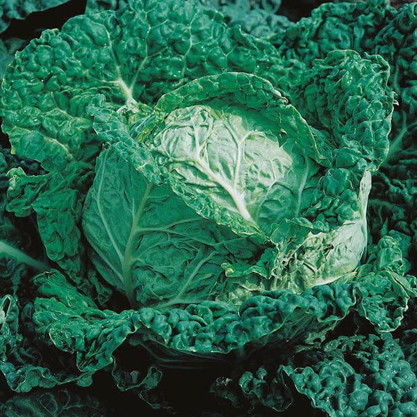 Cabbage Savoy King F1 Seeds