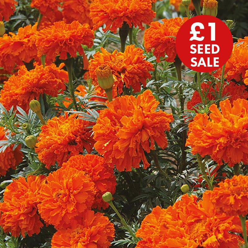 Marigold (African) Kees' Orange Seeds