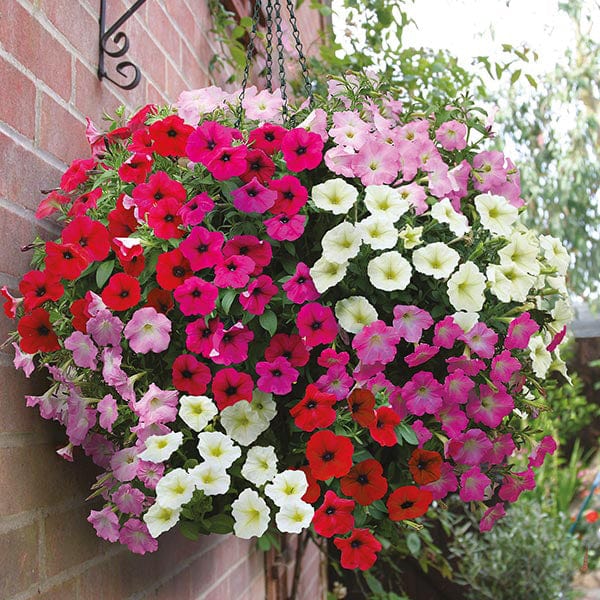 Petunia Rapide Mixed F1 Seeds from Mr Fothergill's Seeds and Plants