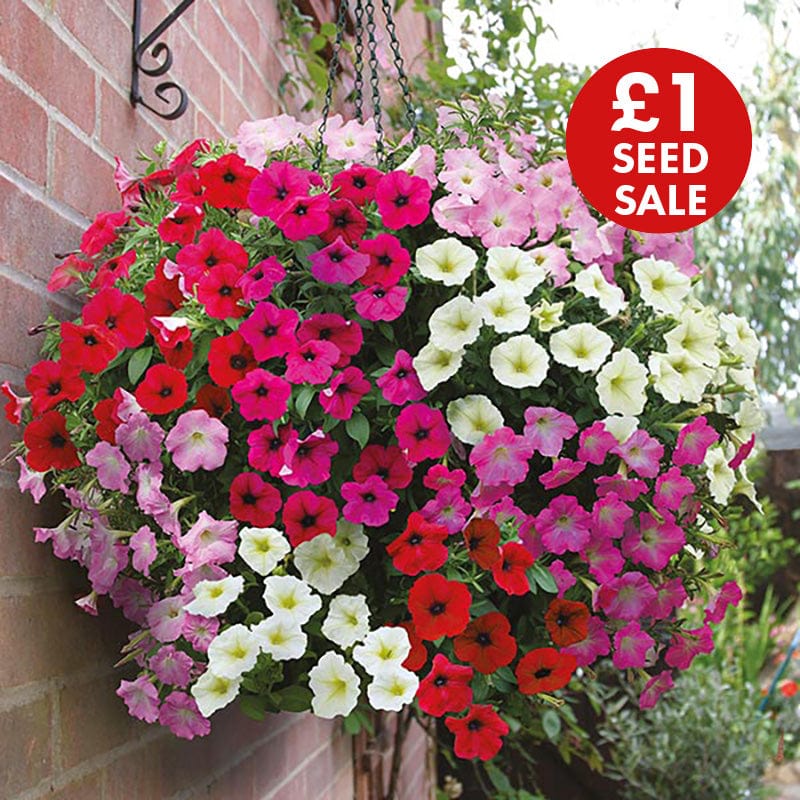 Petunia Rapide Mixed F1 Seeds