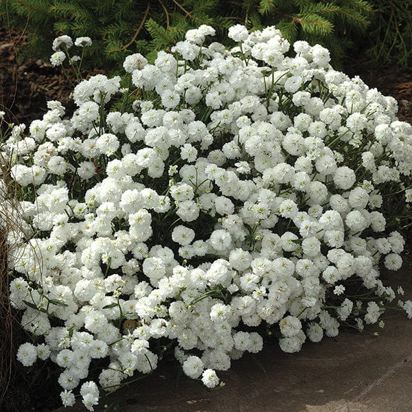 Achillea Double Diamond Seeds